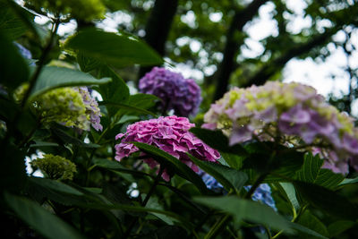 Close-up of flowers blooming outdoors