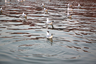 View of seagulls in lake