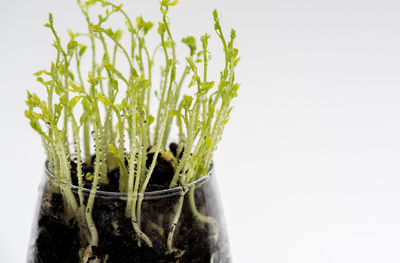 Close-up of plants against white background