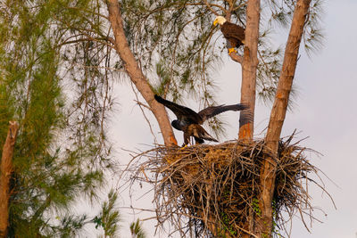 Low angle view of bird nest on tree