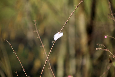 Close-up of white flowers