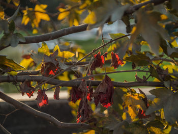 Red maple leaves on tree