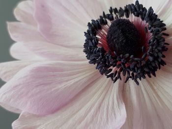 Macro shot of purple flowering plant