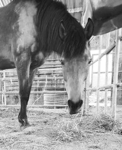 Horse standing in ranch