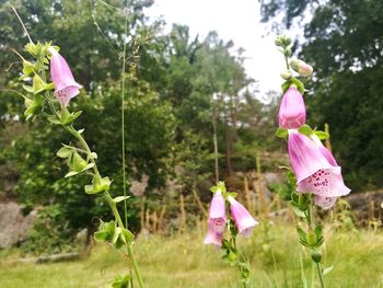 Close-up of pink flowering plants on field