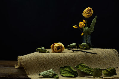 Close-up of potted plant on table against black background