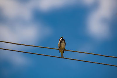 Low angle view of bird perching on cable against sky