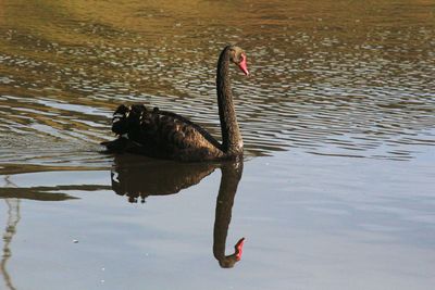 Swan swimming on lake