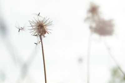 Close-up of wilted dandelion against sky