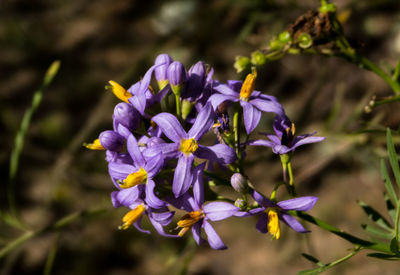 Close-up of purple flowering plant