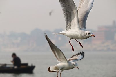 Seagull flying over water