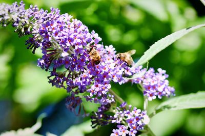 Close-up of bee on purple flowers