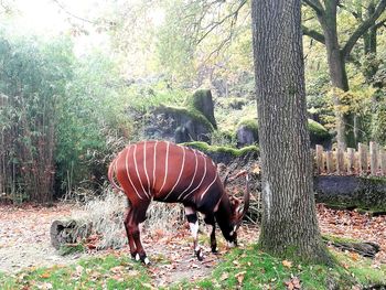 Horse standing in forest