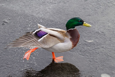 High angle view of bird