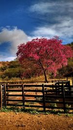 Flower trees against sky