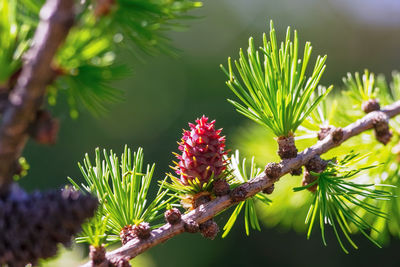 Close-up of pine tree branch