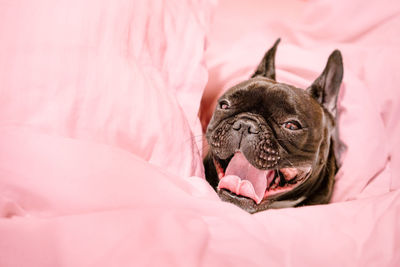 French bulldog dog yawning in bed in pink sheets