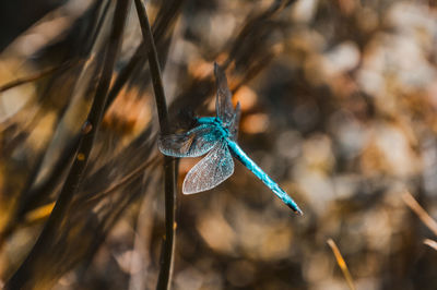 Close-up of a dragonfly - tuscany, italy