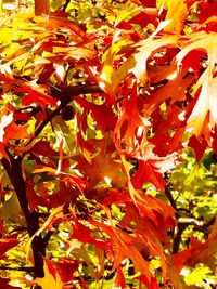 Full frame shot of autumnal leaves