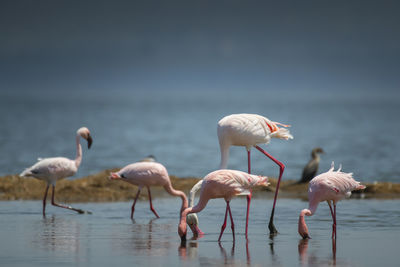 Flock of birds in sea