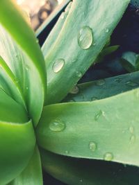 Close-up of raindrops on leaf