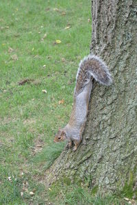 View of tree trunk