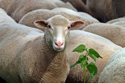 Portrait of sheep