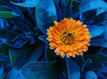Close-up of yellow flower blooming outdoors