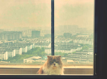Cat looking through window