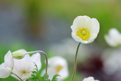 Close-up of white flowers