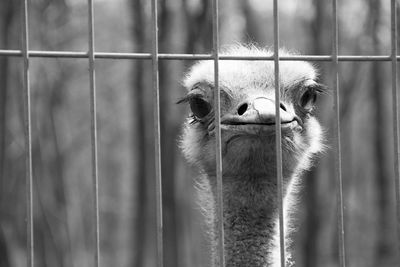 Close-up of ostrich in cage