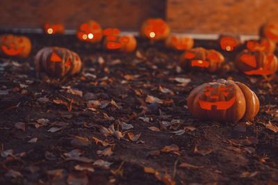 View of pumpkins during autumn