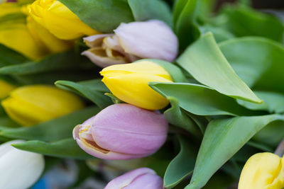 Close-up of yellow flowers