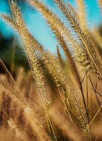 Close-up of stalks in field