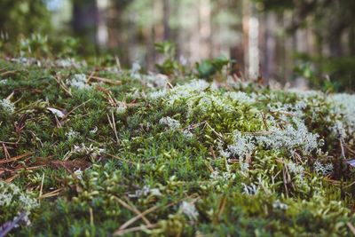 Close-up of mushrooms growing on field