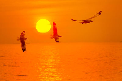 Birds flying over sea against orange sky