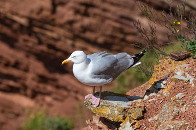 Kittiwake on a cliff on the island of helgoland in northern germany