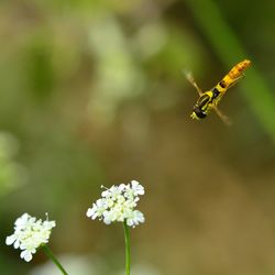 Close-up of insect pollinating on flower