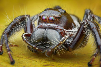 Close-up of spider