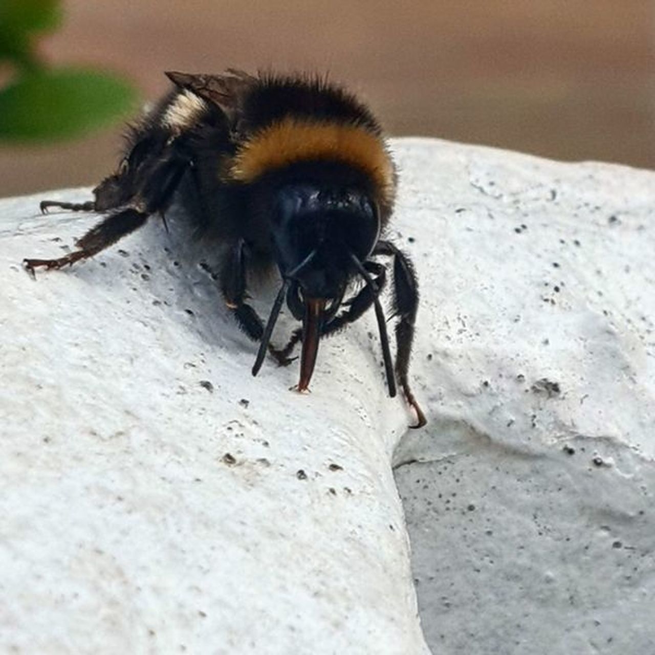 CLOSE-UP OF BEE ON THE GROUND