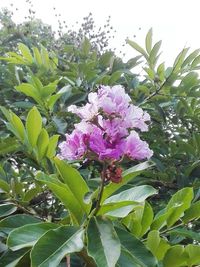 Close-up of purple flowers blooming outdoors