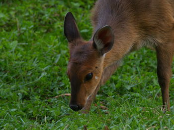 Close-up of a horse on field