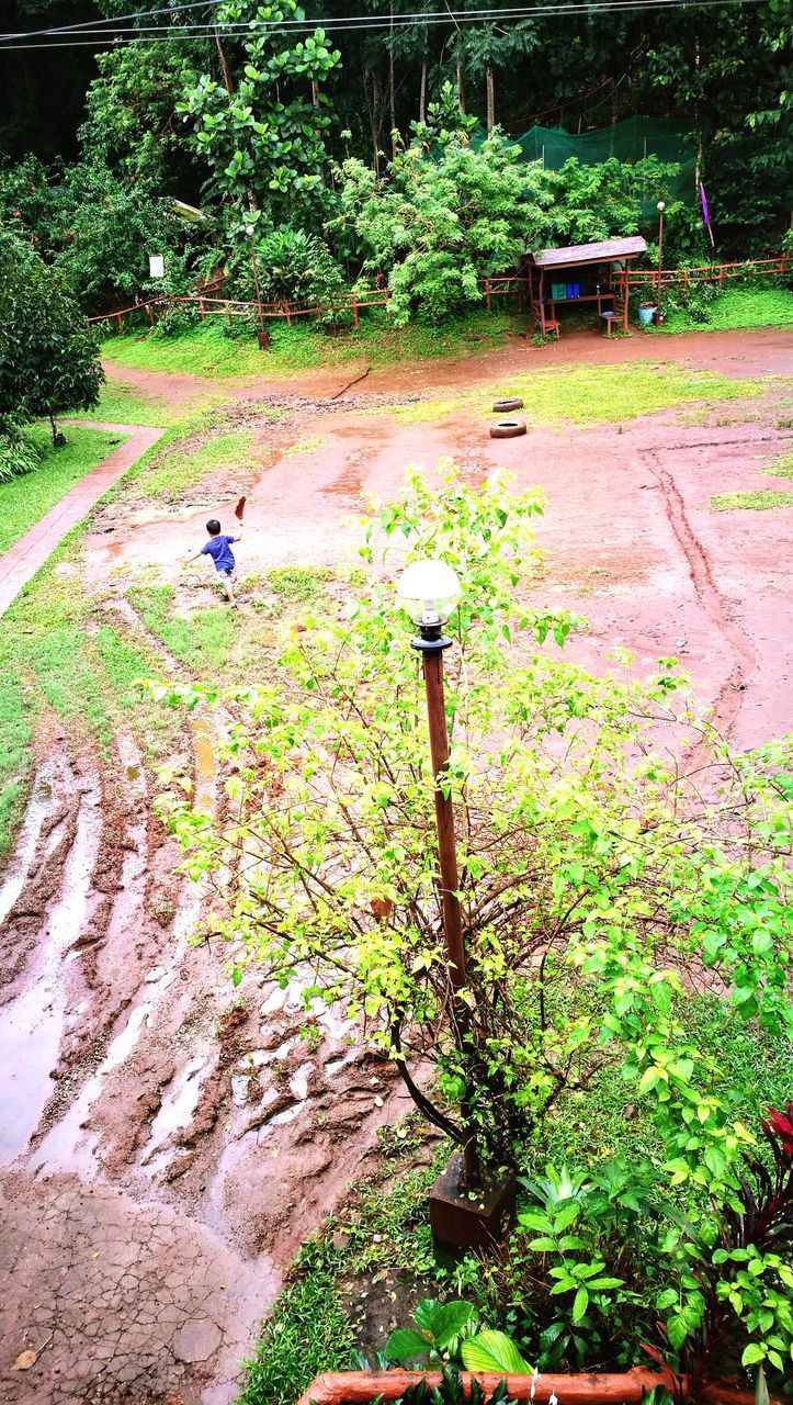 PLANTS IN FIELD BY TREES