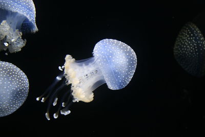 Close-up of jellyfish swimming in sea