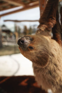 Close-up of a dog