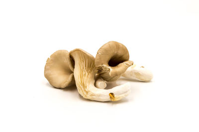 Close-up of mushrooms against white background
