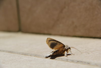 Close-up of butterfly on wall