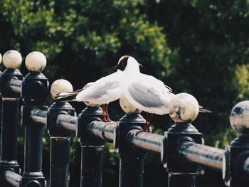 Close-up of seagull perching on railing