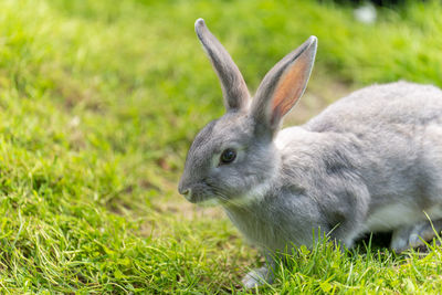 Cute gray rabbit in the field