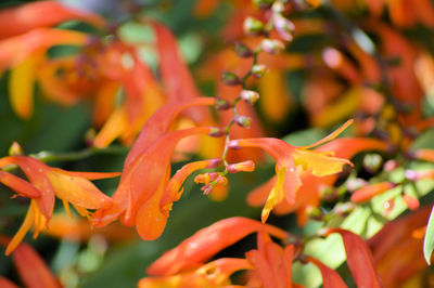 Close-up of red flowers